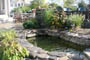 A coy pond is carved out using tumbled bluestone to build the retaining wall.